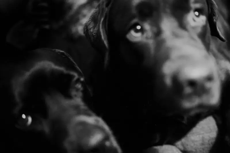 A tight, high-contrast black and white close-up photograph of two dogs. The main focus is on the dog on the right, looking up thoughtfully with expressive eyes. Another dog is partially visible on the bottom left, creating an intimate, moody portrait.