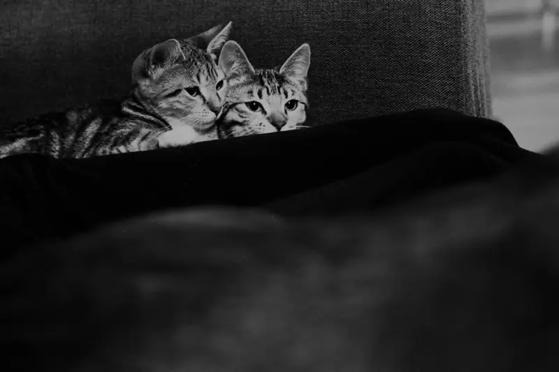 A black and white photograph of two striped tabby cats resting closely together behind the dark backrest of a couch. They are both looking intently in the same direction to the right side of the frame, with the dark foreground framing their focused expressions.