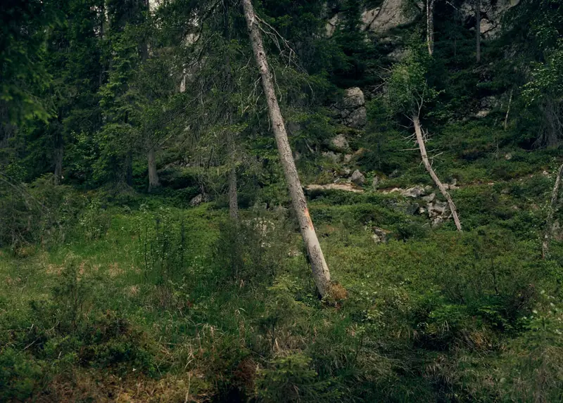 A detailed landscape photograph of Hossa National Park in Finland. The scene features a steep, rocky hillside covered with lush green undergrowth and moss-covered boulders. In the center, a prominent leaning dead pine tree stands amidst dense, dark green coniferous forest.