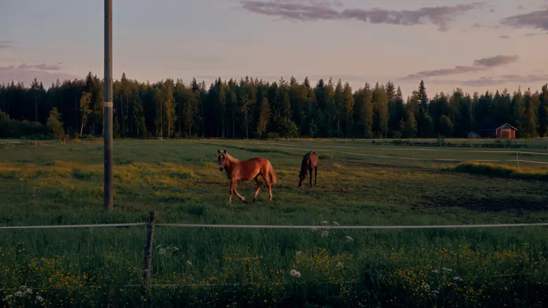 Two horses grazing in a green pasture at golden hour. A wooden fence and yellow wildflowers in the foreground, a dark pine forest against a soft sunset sky behind.