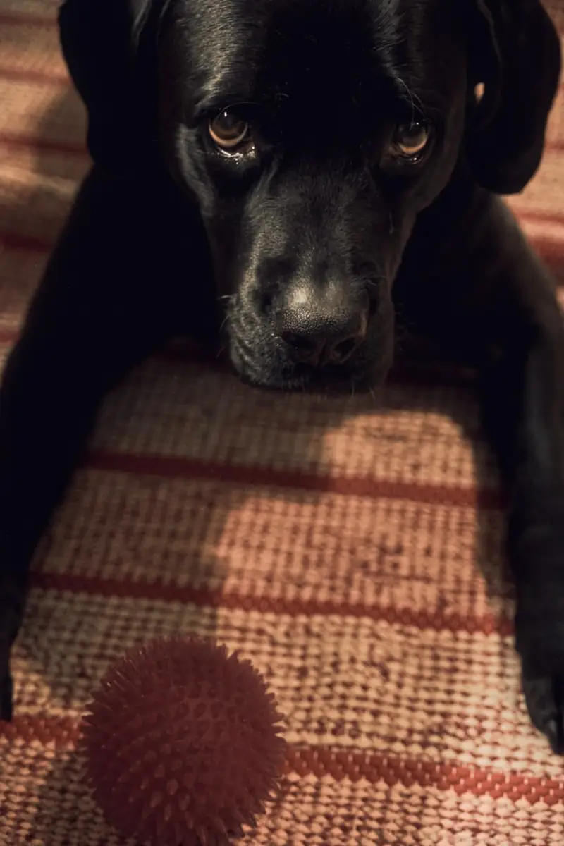 A close-up photograph of a black dog lying on a striped rug. The dog is looking up intensely towards the camera with a pleading expression. In the foreground, slightly out of focus, rests a red spiky rubber toy ball.