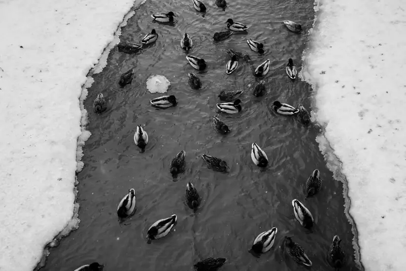 A high-angle black and white photograph of numerous mallard ducks swimming in a dark, narrow channel of open water, tightly bordered by stark white snow and ice banks.