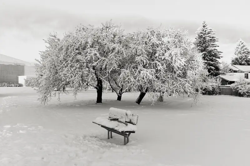 A serene black and white winter landscape featuring a snow-covered wooden park bench in the foreground. Behind it stand two large trees with branches heavily laden with thick snow, set against a background of modern buildings and evergreens.