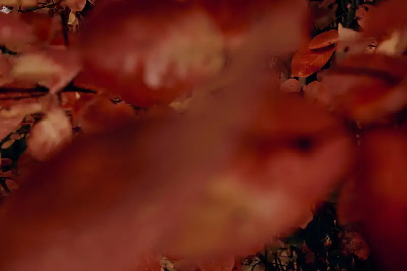 An abstract, extreme close-up photograph of autumn leaves. The foreground is heavily blurred into soft washes of deep red and brown colors, with a few textured red leaves partially visible in the background, conveying a warm, autumnal mood.