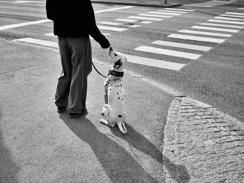 A high-contrast black and white street photograph of a Dalmatian dog sitting obediently on a sidewalk next to its owner. The dog looks up attentively at the person, who is holding a leash. A pedestrian crosswalk is visible on the street in the background.
