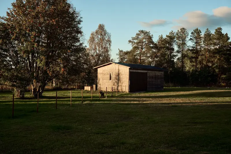 An autumnal landscape photograph of the same wooden outbuilding. Warm, low-angled evening sunlight bathes the scene, casting long, dark shadows across the green grass. The large tree on the left is full of leaves that are beginning to turn reddish-brown. The background forest is dark green under a clear blue sky with a single small cloud.