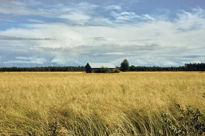 A classic Finnish rural landscape featuring a vast, golden field of tall grass. In the center stands a solitary weathered wooden barn. A dark green forest line spans the horizon beneath a dramatic sky filled with bright white and grey clouds.