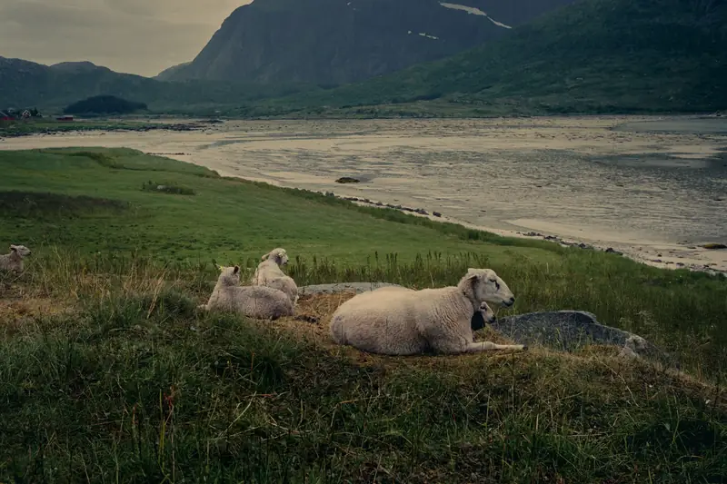 Three sheep resting on a grassy shoreline in Lofoten, Norway. Calm dark water and rugged mountains under an overcast sky behind them.