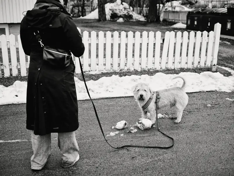 A black and white photograph of a person walking a small, scruffy terrier dog on a leash. The dog has stopped to investigate some large chunks of melting snow on the wet asphalt street. In the background, a white picket fence and a snowy yard are visible in Oulu's Karjasilta neighborhood.
