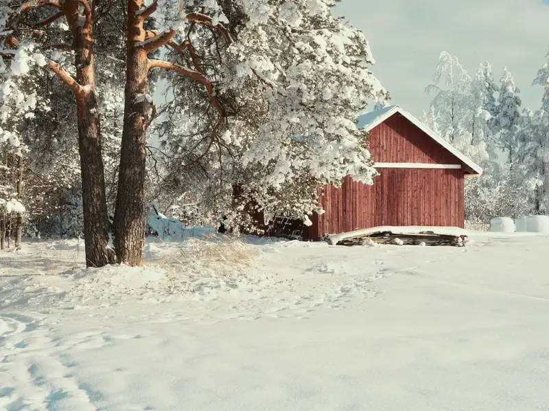 A scenic winter photograph of a traditional red wooden barn in Muhos, Finland. The barn is partially obscured by large, snow-laden pine trees on the left. The ground is covered in a thick, bright layer of snow with some scattered footprint tracks, capturing a beautiful sunny late-winter day.